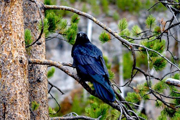 day13_yellowstone_bird-709672.jpg - SONY DSC